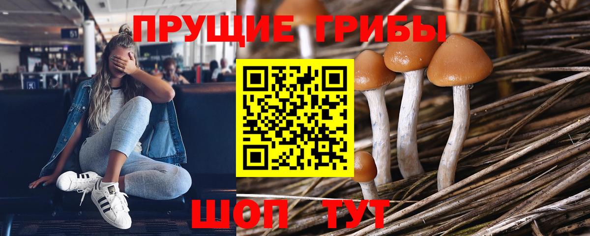 Псилоцибиновые грибы Cubensis Медногорск